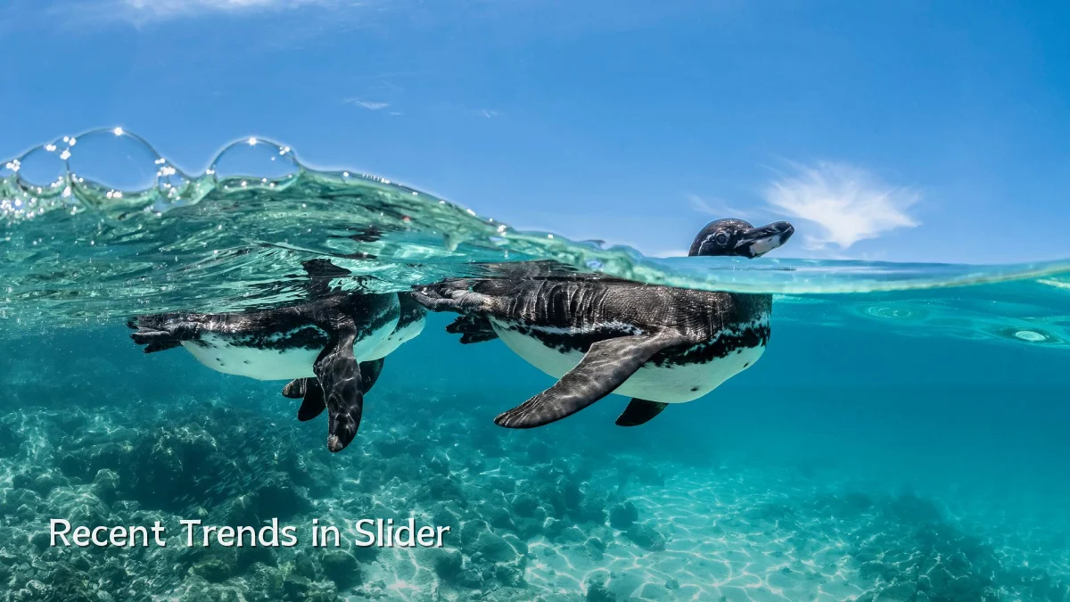 Recent Trends in Slider