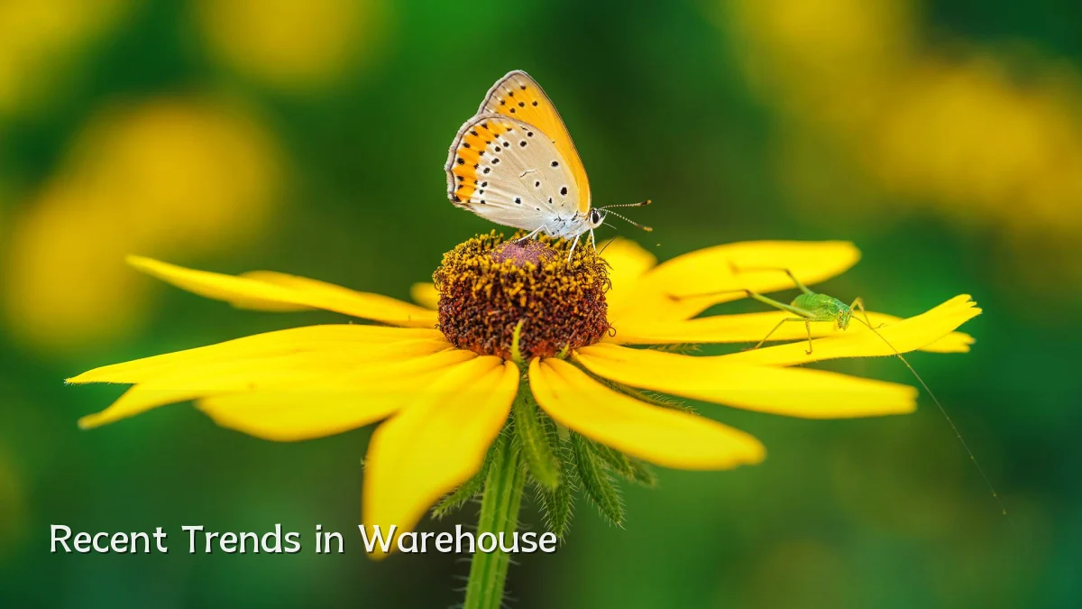Recent Trends in Warehouse